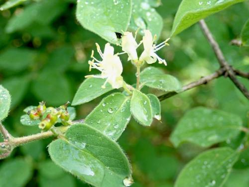 Micropterix sp.