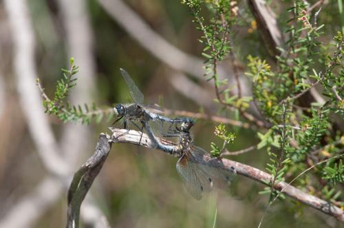 Réf. 205 763 : Leucorrhinia albifrons