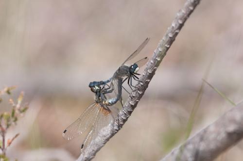 Leucorrhinia albifrons