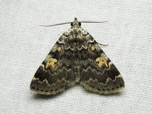 Idia calvaria