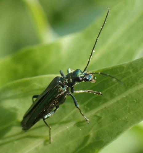 Réf. 205 392 : Oedemera nobilis