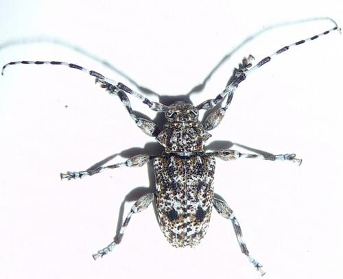 Réf. 205 064 : Aegomorphus clavipes