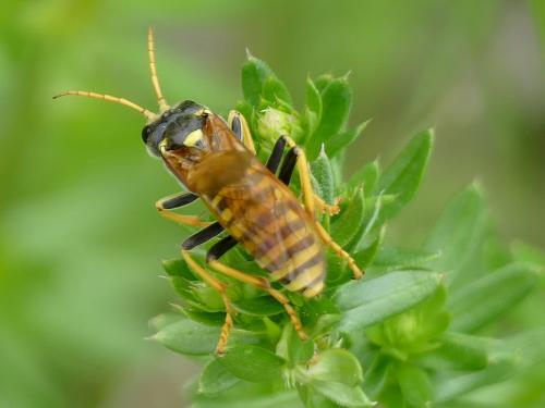 Tenthredo vespiformis