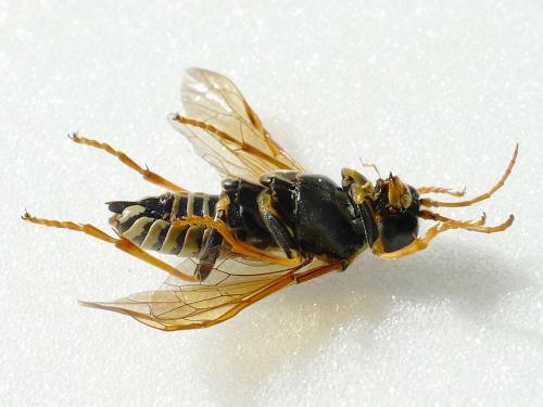 Tenthredo vespiformis