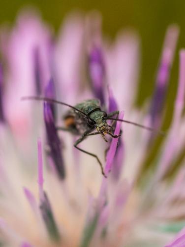 Réf. 205 185 : Oedemera sp.
