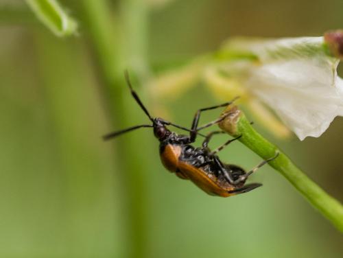 Deraeocoris punctum