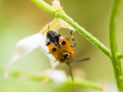 Deraeocoris punctum