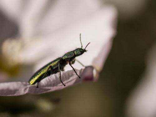 Réf. 205 413 : Psilothrix viridicoerulea