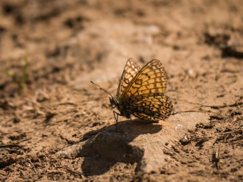 Melitaea cinxia
