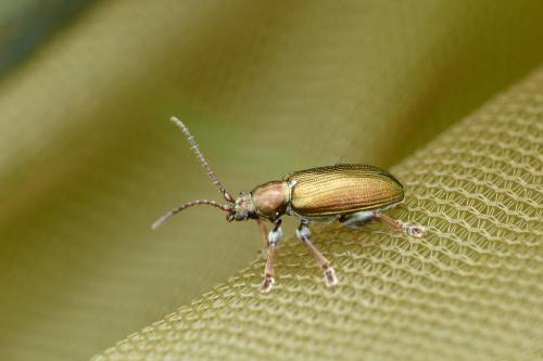 Réf. 205 836 : Plateumaris sp.
