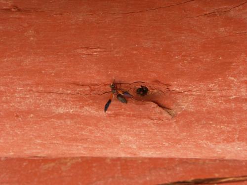 Rhynchium sp.