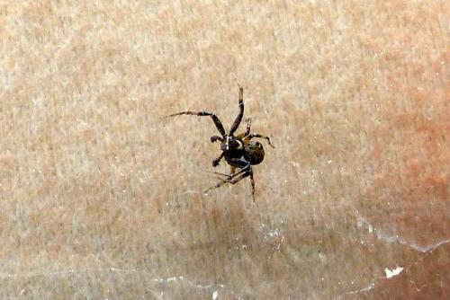Xysticus sp.