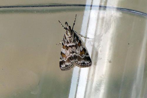 Réf. 205 531 : Scoparia pyralella