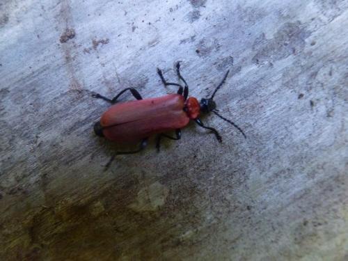 Réf. 205 977 : Pyrochroa coccinea