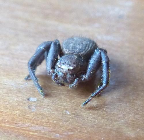 Xysticus sp.