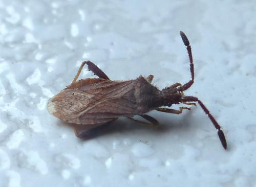 Coriomeris sp.