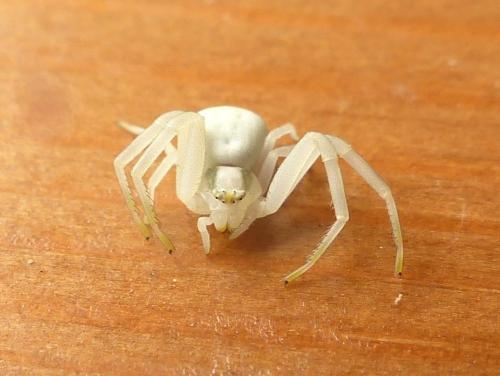 Misumena vatia