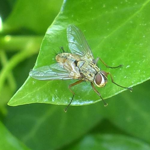 Réf. 205 055 : Dexia rustica