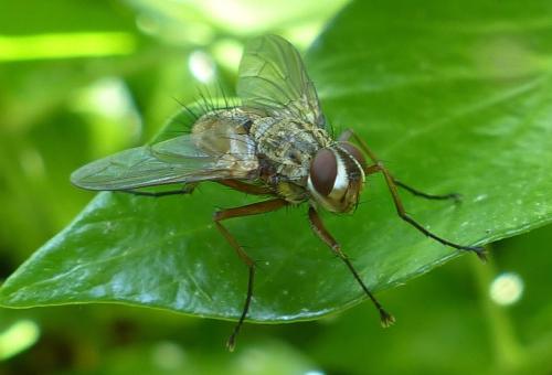 Réf. 205 059 : Dexia rustica