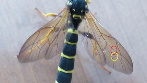 Metopius dentatus