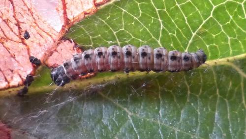 Yponomeuta sp.