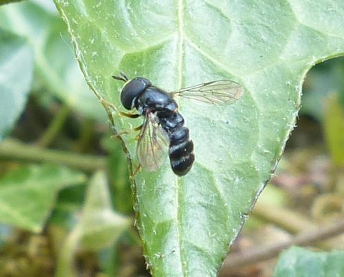 Réf. 205 238 : Paragus sp.