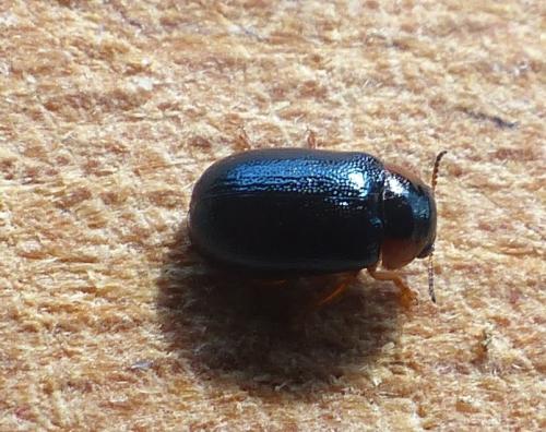 Smaragdina affinis