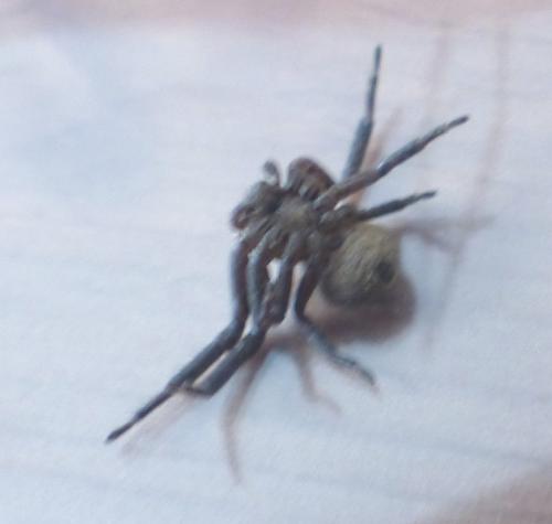 Xysticus sp.