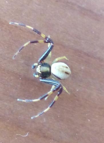 Misumena vatia