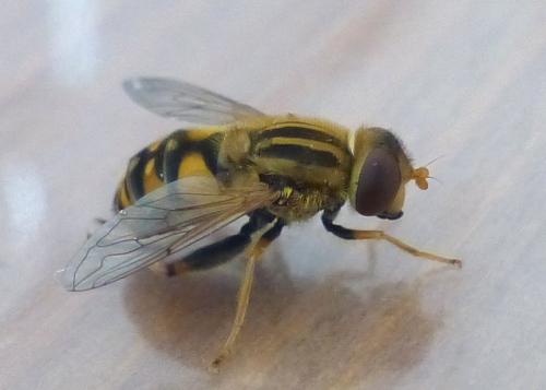 Réf. 205 179 : Parhelophilus versicolor
