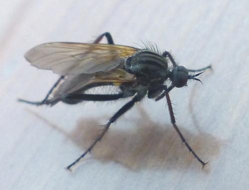 Réf. 205 240 : Empis tessellata