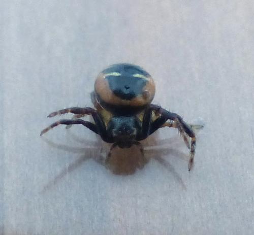 Synema globosum