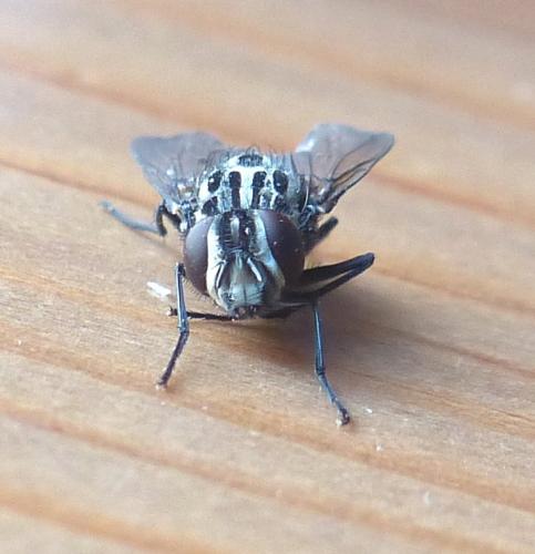 Réf. 205 263 : Graphomya maculata