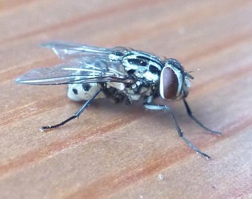 Réf. 205 262 : Graphomya maculata
