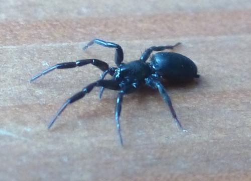 Réf. 205 347 : Zelotinae inconnu