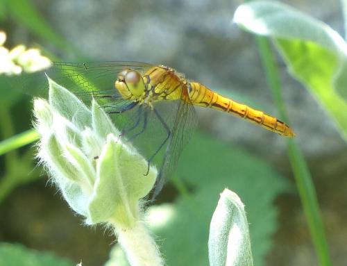 Réf. 205 295 : Sympetrum sanguineum
