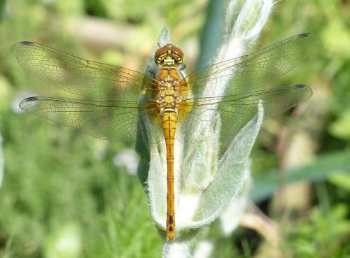 Réf. 205 296 : Sympetrum sanguineum