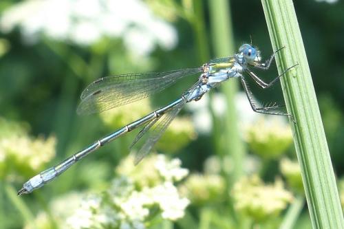 Lestes sp.