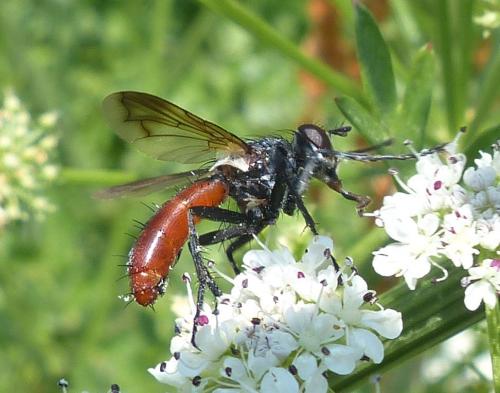 Réf. 205 303 : Cylindromyia bicolor