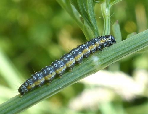 Depressaria daucella