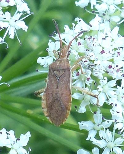 Ceraleptus lividus