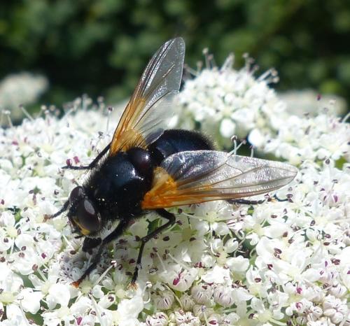 Réf. 205 320 : Mesembrina meridiana