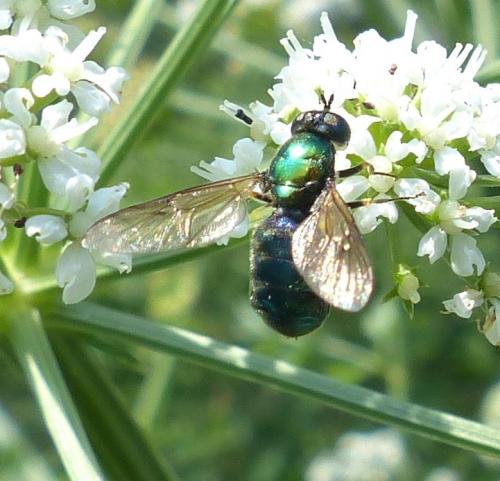 Chloromyia formosa