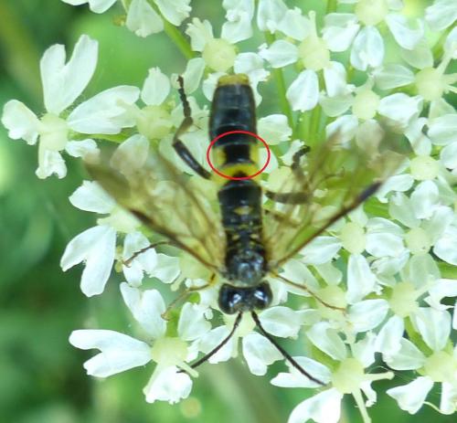 Tenthredo temula