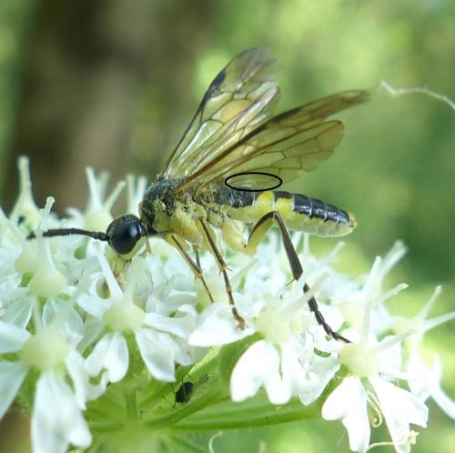 Tenthredo temula