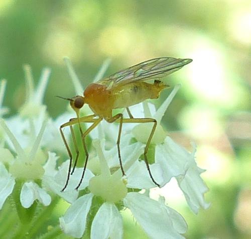 Empis lutea