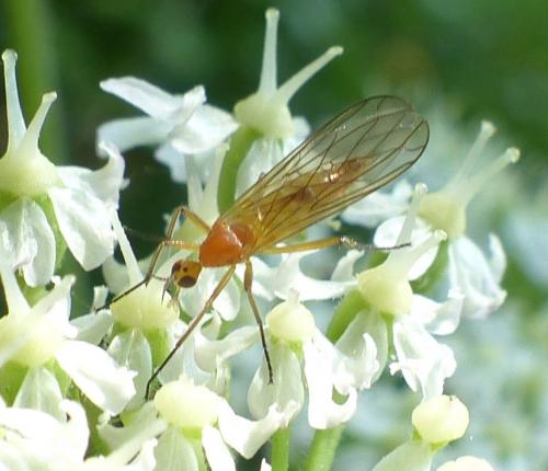 Empis lutea