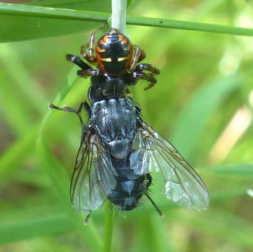 Muscina sp.