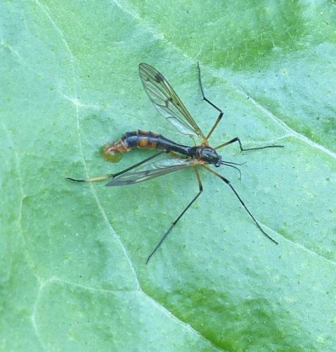 Ptychoptera albimana