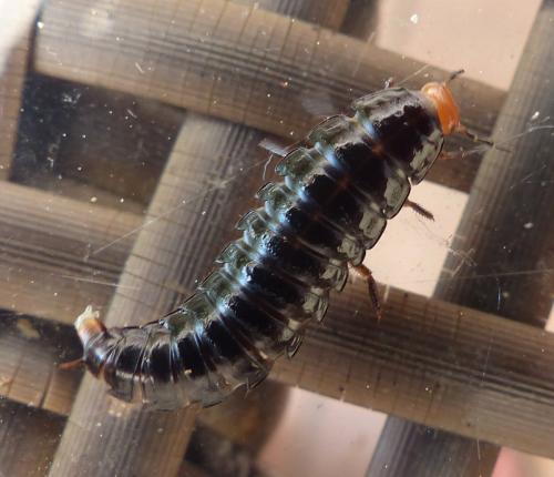 Réf. 205 412 : Dendroxena quadrimaculata
